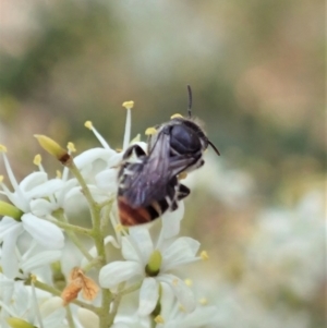 Lipotriches (Austronomia) ferricauda at Cook, ACT - 5 Jan 2021