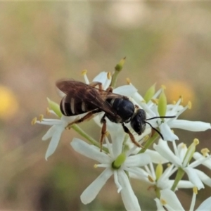 Lasioglossum (Chilalictus) bicingulatum at Cook, ACT - 5 Jan 2021