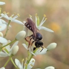 Lasioglossum (Chilalictus) bicingulatum at Cook, ACT - 5 Jan 2021