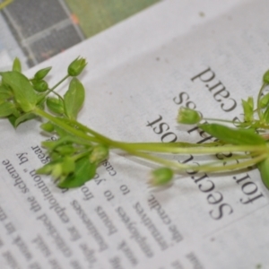 Stellaria media at Wamboin, NSW - 22 Oct 2020 08:29 PM