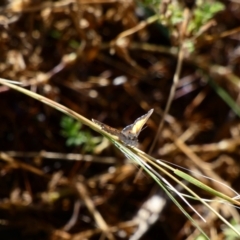 Lucia limbaria (Chequered Copper) at Deakin, ACT - 4 Jan 2021 by TomT