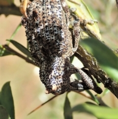 Orthorhinus cylindrirostris at Cook, ACT - 5 Jan 2021