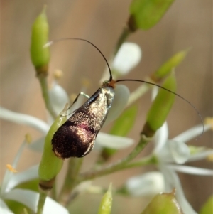 Nemophora (genus) at Cook, ACT - 5 Jan 2021 12:15 PM