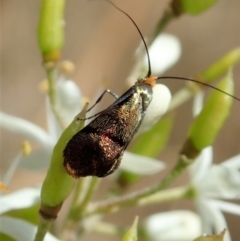 Nemophora (genus) at Cook, ACT - 5 Jan 2021 12:15 PM