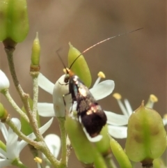 Nemophora (genus) at Cook, ACT - 5 Jan 2021 12:15 PM