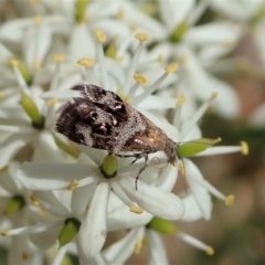 Tebenna micalis (Small Thistle Moth) at Cook, ACT - 5 Jan 2021 by CathB