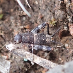 Calperum ottei (A recently described pygmy cricket) at Mount Painter - 5 Jan 2021 by CathB