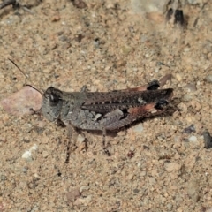 Phaulacridium vittatum (Wingless Grasshopper) at Booth, ACT - 29 Dec 2020 by CathB