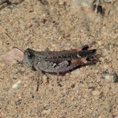 Phaulacridium vittatum (Wingless Grasshopper) at Booth, ACT - 28 Dec 2020 by CathB