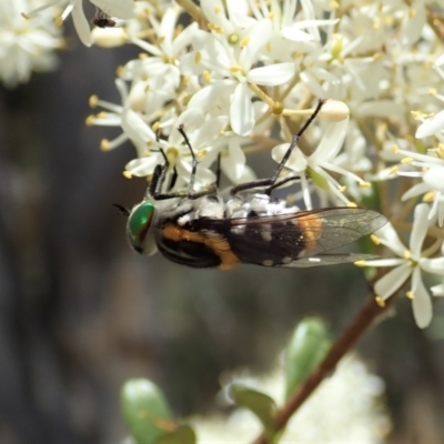 Scaptia sp. (genus) (March fly) at Cook, ACT - 5 Jan 2021 by CathB