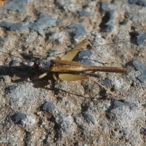 Trigonidium vittaticollis at Kambah, ACT - 4 Jan 2021 05:54 PM