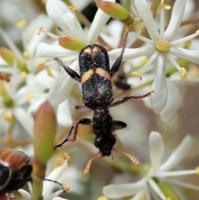 Eleale pulchra (Clerid beetle) at Cook, ACT - 6 Jan 2021 by CathB