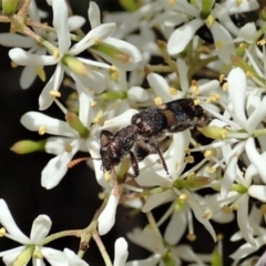 Eleale pulchra at Cook, ACT - 6 Jan 2021 11:52 AM