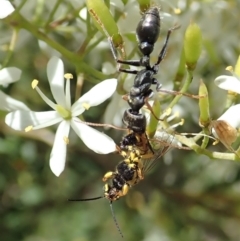 Myrmecia sp., pilosula-group (Jack jumper) at Cook, ACT - 5 Jan 2021 by CathB