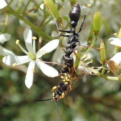 Myrmecia sp., pilosula-group (Jack jumper) at Cook, ACT - 5 Jan 2021 by CathB