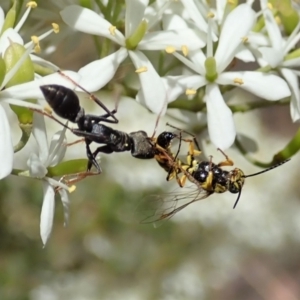 Myrmecia sp., pilosula-group at Cook, ACT - 5 Jan 2021 12:41 PM