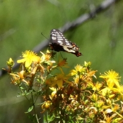 Papilio anactus at Deakin, ACT - 9 Dec 2020