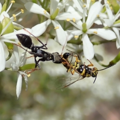 Tiphiidae (family) (Unidentified Smooth flower wasp) at Mount Painter - 5 Jan 2021 by CathB