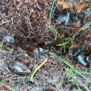 Xylotrupes australicus at Peregian Beach, QLD - suppressed