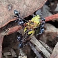 Iridomyrmex rufoniger (Tufted Tyrant Ant) at Cook, ACT - 5 Jan 2021 by CathB