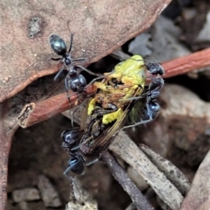 Iridomyrmex rufoniger at Cook, ACT - 5 Jan 2021