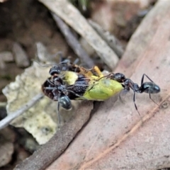 Iridomyrmex rufoniger at Cook, ACT - 5 Jan 2021