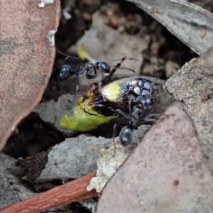 Iridomyrmex rufoniger at Cook, ACT - 5 Jan 2021