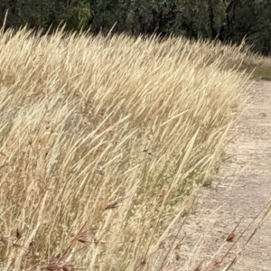 Austrostipa densiflora at Forde, ACT - 1 Jan 2021