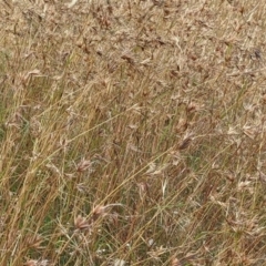 Austrostipa densiflora at Forde, ACT - 1 Jan 2021