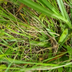 Monistria concinna (Southern Pyrgomorph) at Numbugga, NSW - 1 Jan 2021 by roachie