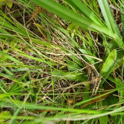 Monistria concinna (Southern Pyrgomorph) at Numbugga, NSW - 1 Jan 2021 by roachie