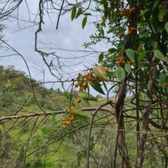 Eustrephus latifolius (Wombat Berry) at Numbugga, NSW - 1 Jan 2021 by roachie