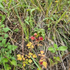 Rubus parvifolius (Native Raspberry) at Numbugga, NSW - 1 Jan 2021 by roachie