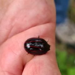 Paropsisterna nigerrima (Leaf beetle, Button beetle) at Numbugga, NSW - 1 Jan 2021 by roachie