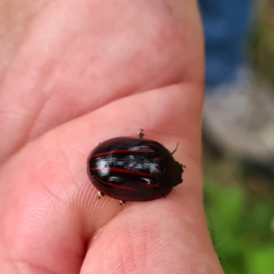 Paropsisterna nigerrima (Leaf beetle, Button beetle) at Numbugga, NSW - 1 Jan 2021 by roachie