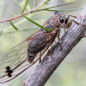 Galanga labeculata at Coree, ACT - 6 Jan 2021 11:11 AM