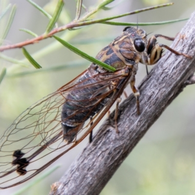 Galanga labeculata (Double-spotted cicada) at Coree, ACT - 6 Jan 2021 by SWishart
