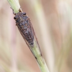 Galanga labeculata (Double-spotted cicada) at Coree, ACT - 5 Jan 2021 by SWishart