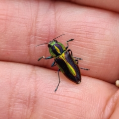 Selagis caloptera at Numbugga, NSW - 1 Jan 2021 by roachie