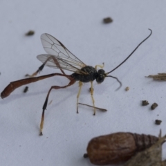 Heteropelma scaposum (Two-toned caterpillar parasite wasp) at Scullin, ACT - 7 Jan 2021 by AlisonMilton