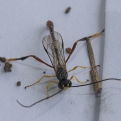 Heteropelma scaposum at Scullin, ACT - 7 Jan 2021