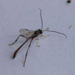 Heteropelma scaposum at Scullin, ACT - 7 Jan 2021