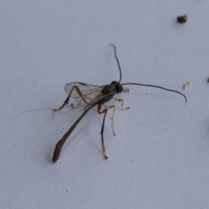 Heteropelma scaposum at Scullin, ACT - 7 Jan 2021