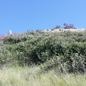 Rubus anglocandicans at Nangus, NSW - 26 Oct 2017