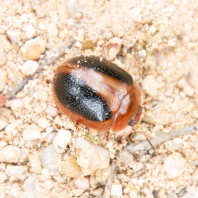 Dicranosterna immaculata (Acacia leaf beetle) at Coree, ACT - 6 Jan 2021 by SWishart