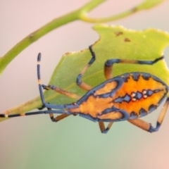 Amorbus sp. (genus) (Eucalyptus Tip bug) at Coree, ACT - 6 Jan 2021 by SWishart