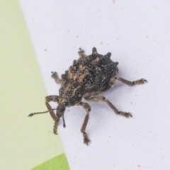 Oxyops fasciculatus (A weevil) at Scullin, ACT - 28 Nov 2020 by AlisonMilton
