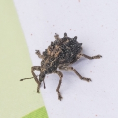 Oxyops fasciculatus (A weevil) at Scullin, ACT - 29 Nov 2020 by AlisonMilton