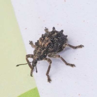 Oxyops fasciculatus (A weevil) at Scullin, ACT - 28 Nov 2020 by AlisonMilton