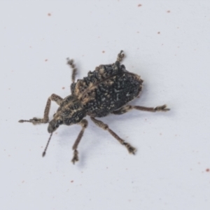 Oxyops fasciculatus at Scullin, ACT - 29 Nov 2020